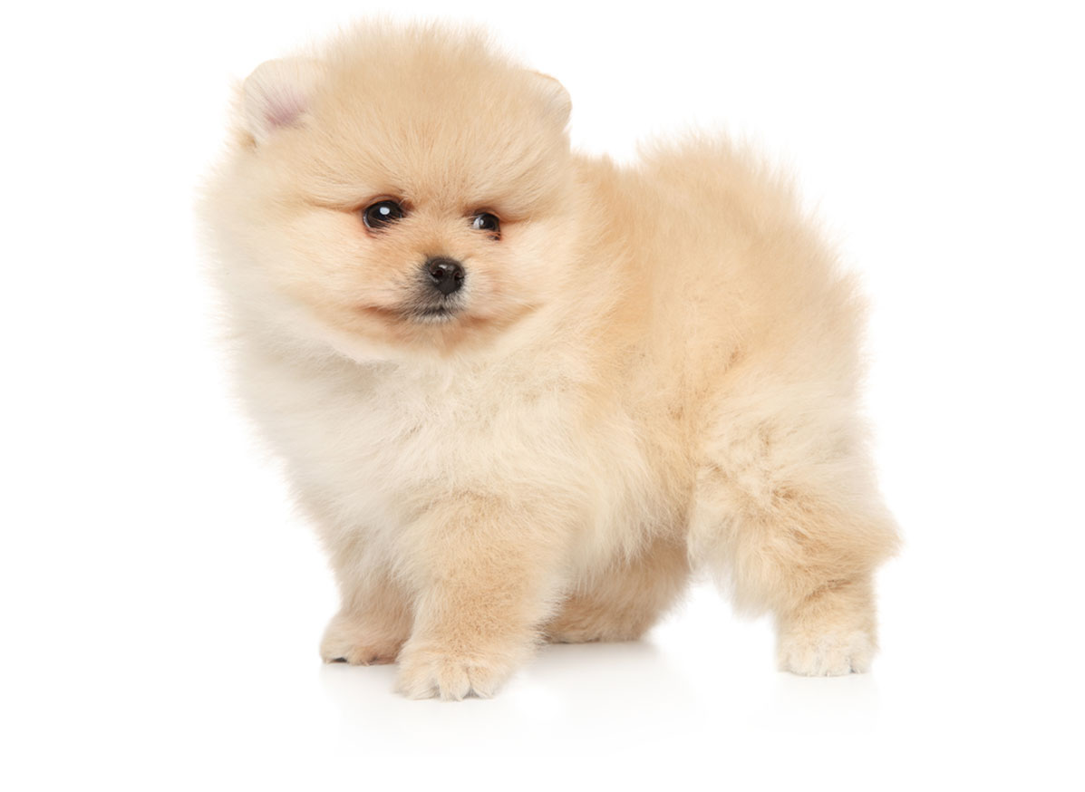 Pomeranian puppies for sale by Texas Puppies