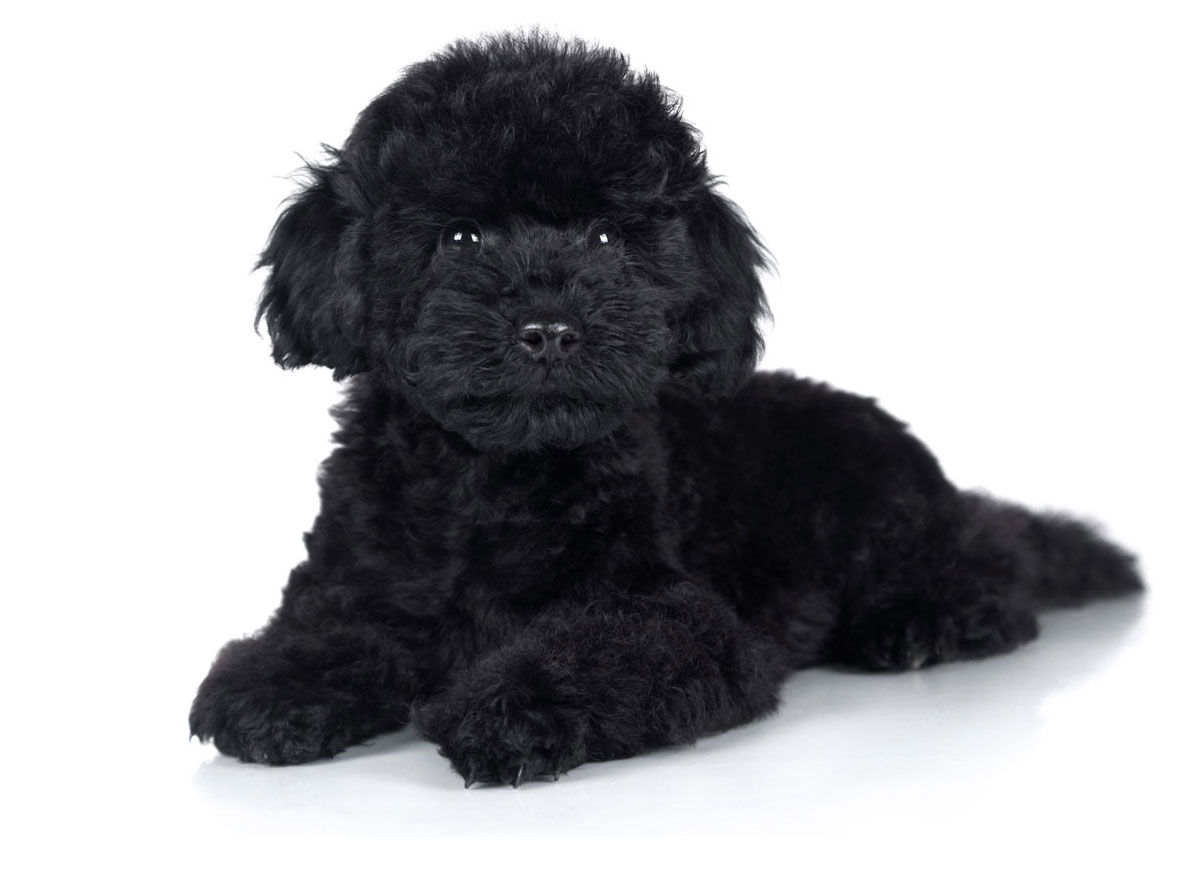 Poodle Puppies for Sale by Texas Puppies