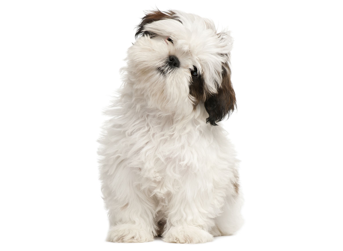 Shih Tzu Puppies for Sale by Texas Puppies