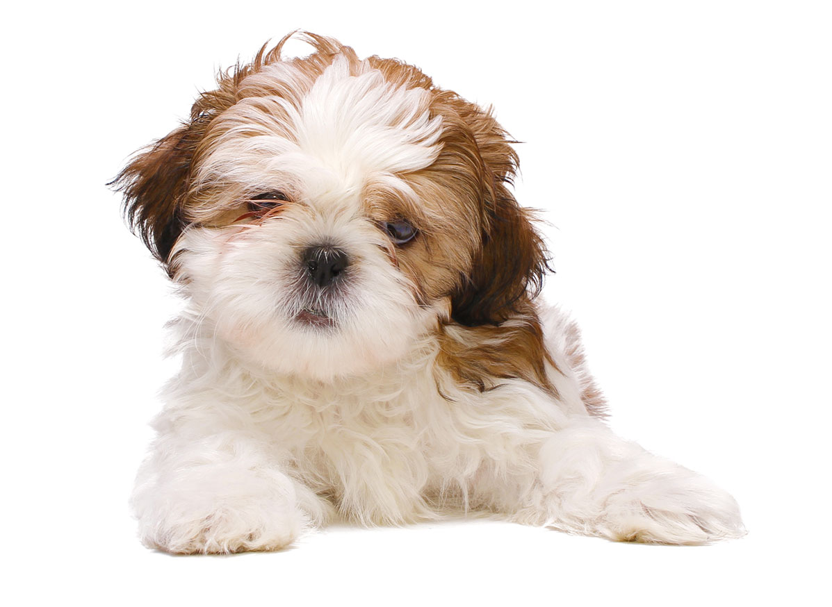 Shih Tzu puppies for sale by Uptown Puppies