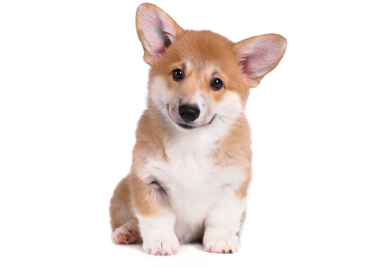 Welsh Corgi Puppies for Sale by Texas Puppies