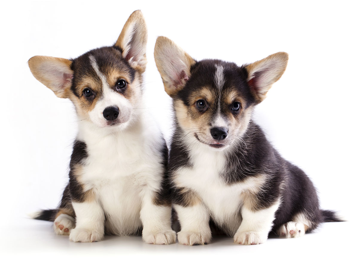 Welsh Corgi puppies for sale by Texas puppies
