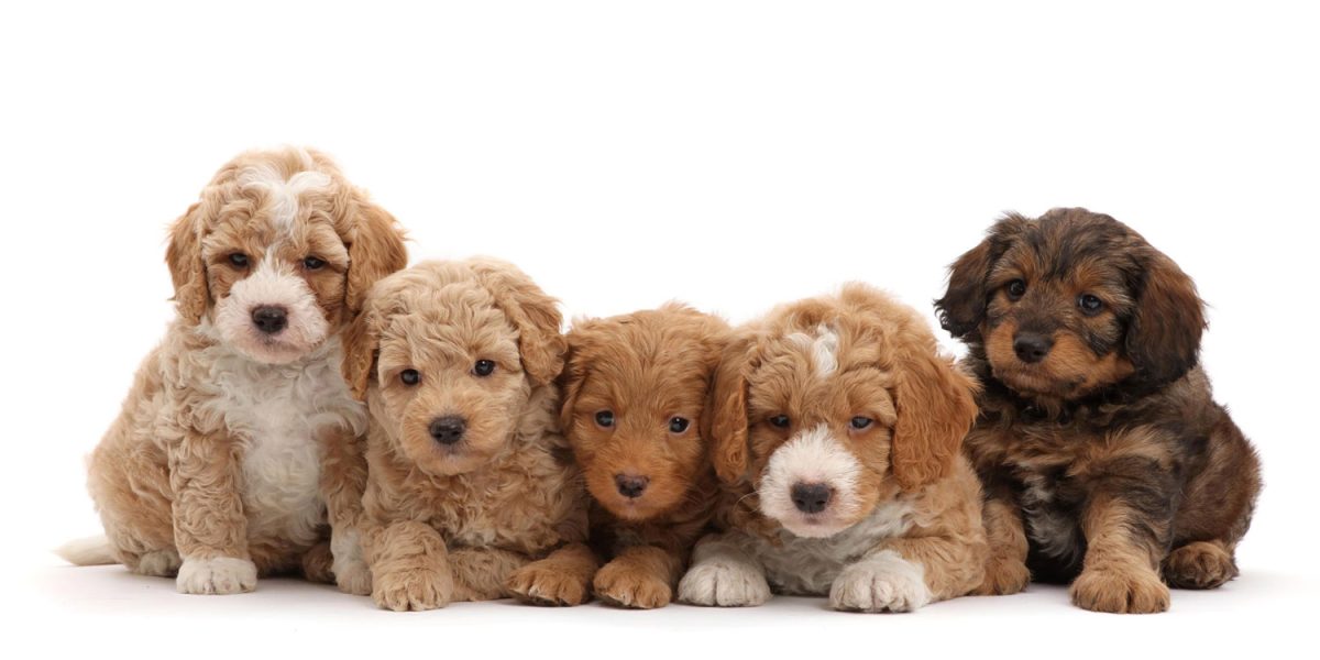 Aussiedoodle Puppies: Home Delivery Across Texas
