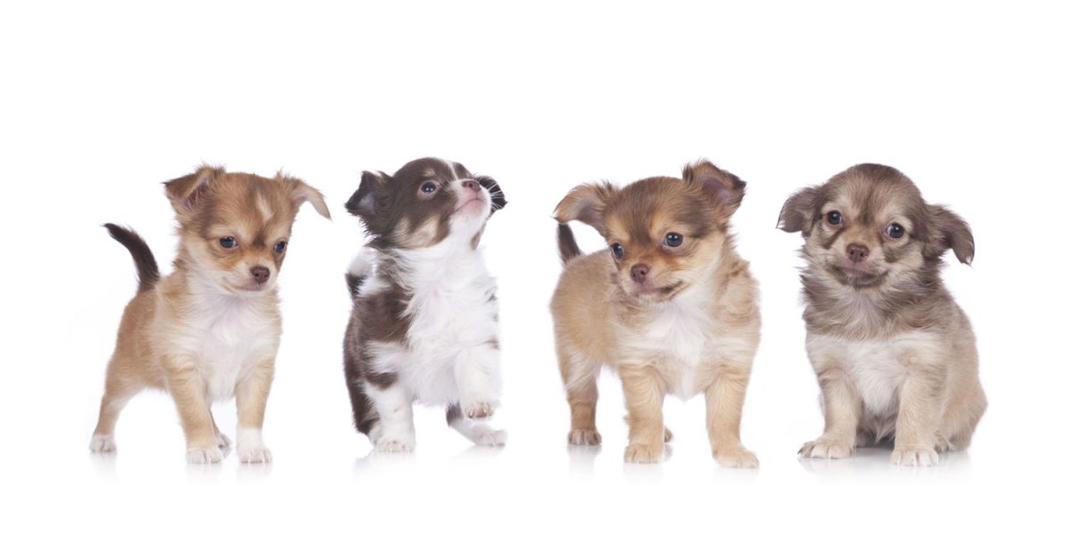 Chihuahua Puppies: Home Delivery Across Texas