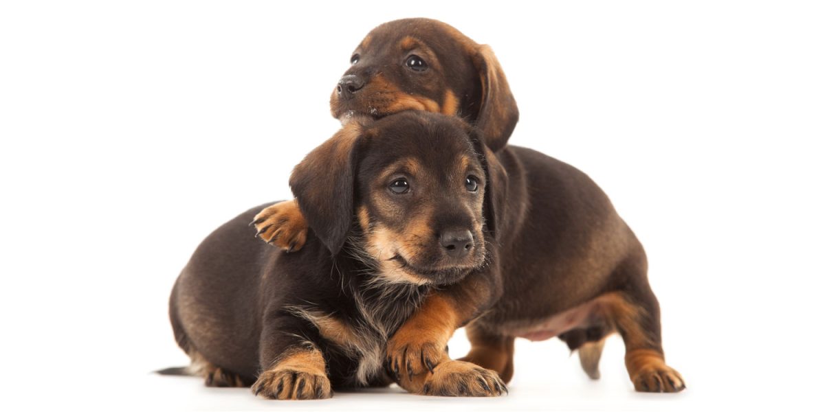 Dachshund Puppies: Home Delivery Across Texas
