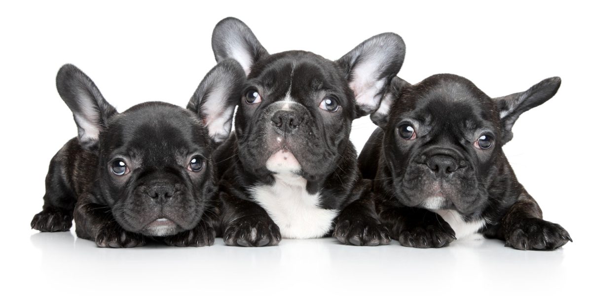 French Bulldog Puppies: Home Delivery Across Texas