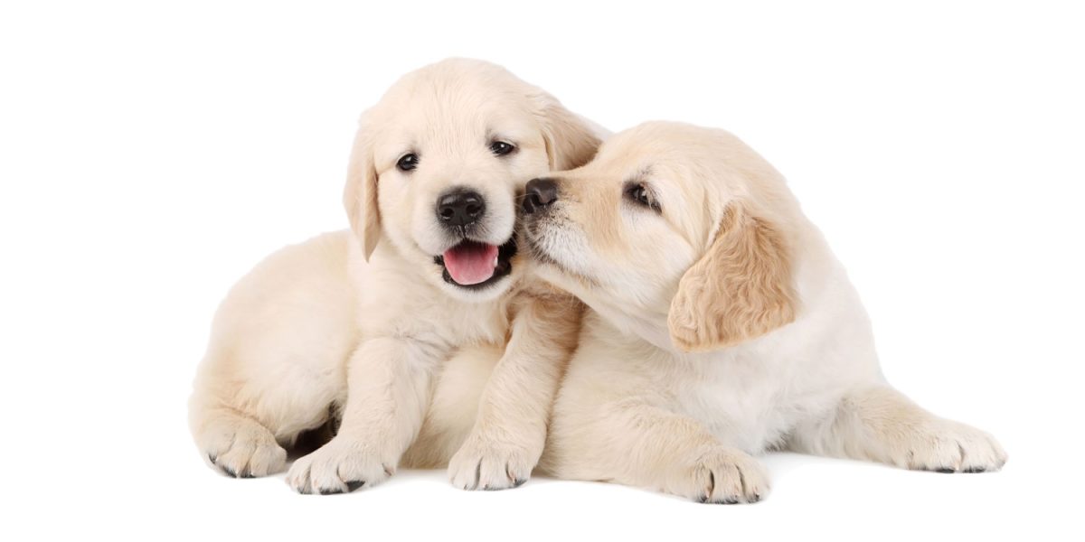 Golden Retriever Puppies: Home Delivery Across Texas