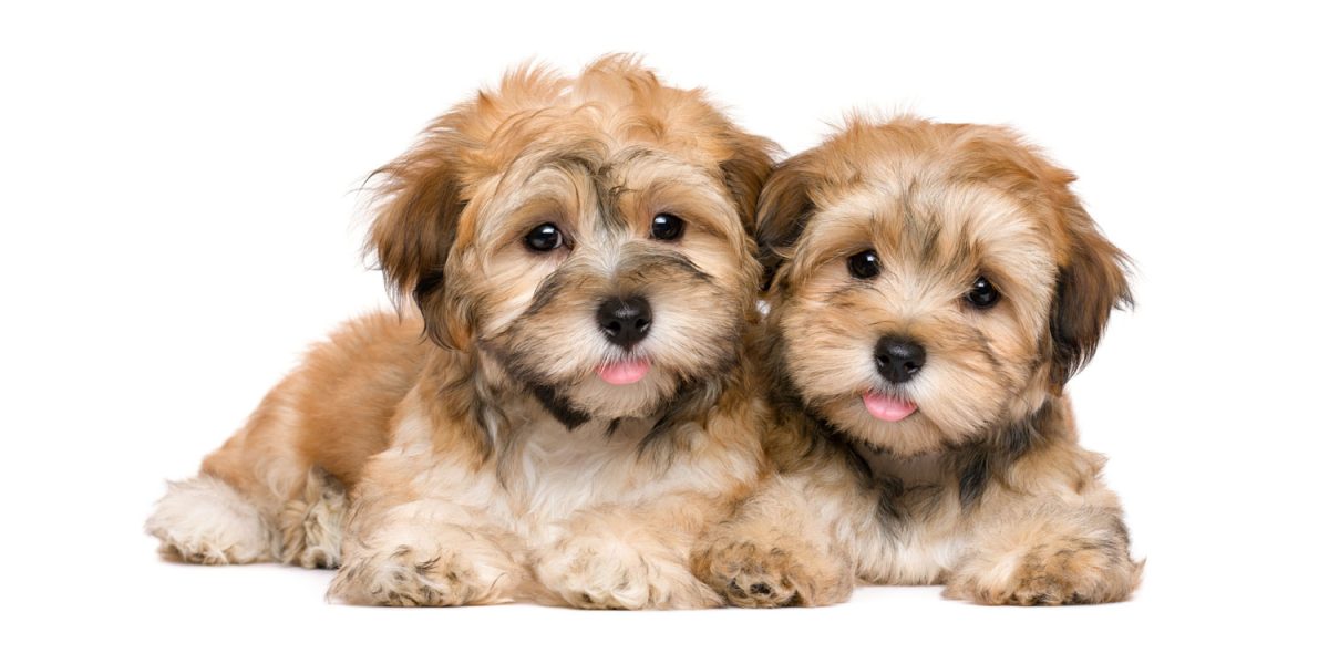 Havanese Puppies: Home Delivery Across Texas