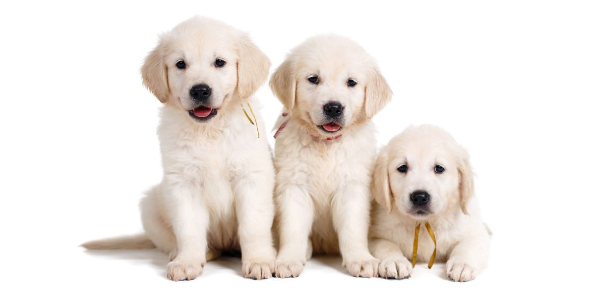 Labrador Retriever Puppies: Home Delivery Across Texas