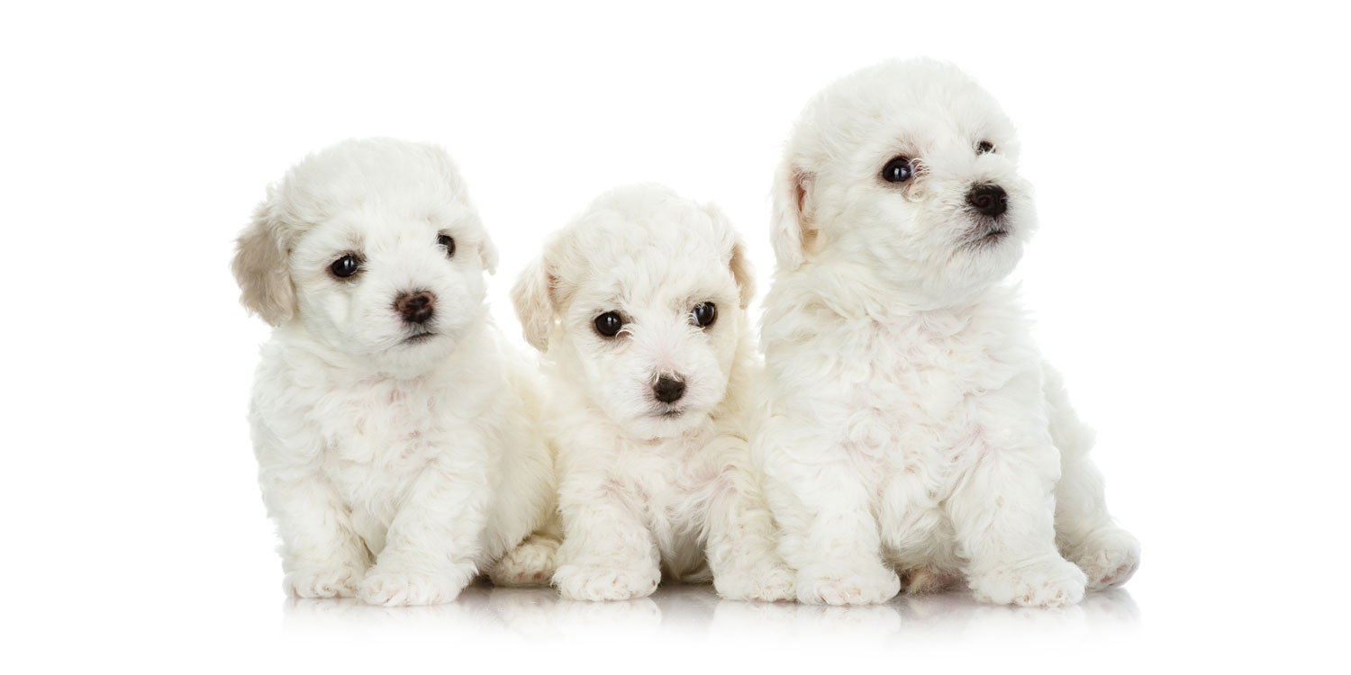 Maltese Puppies: Home Delivery Across Texas
