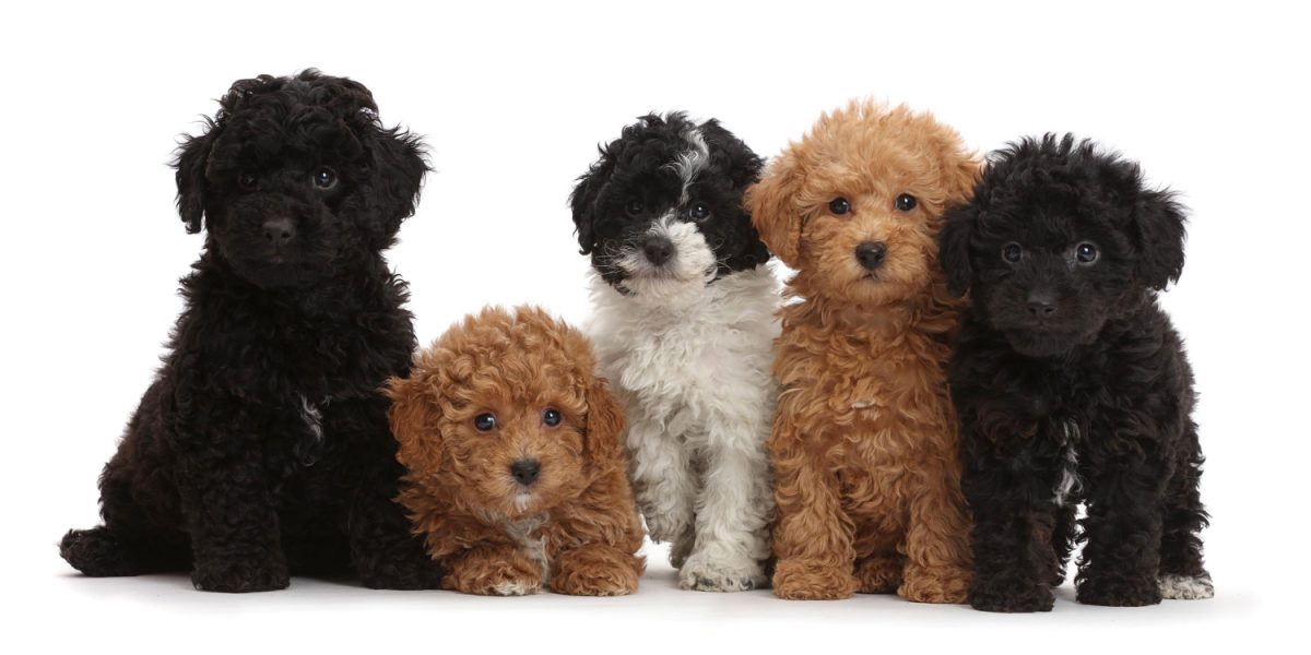 Poodle Puppies: Home Delivery Across Texas
